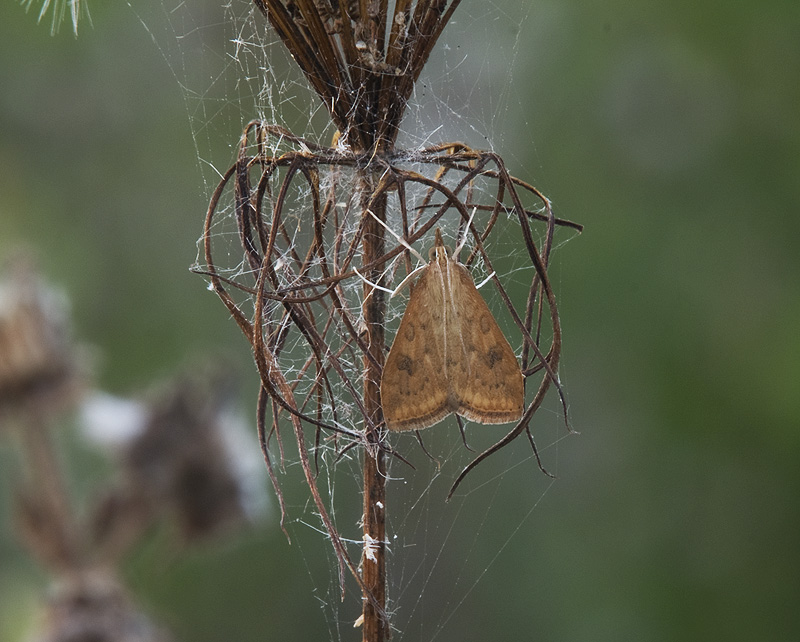 Crambidae: Udea ferrugalis